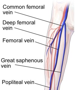 fem vein anatomy
